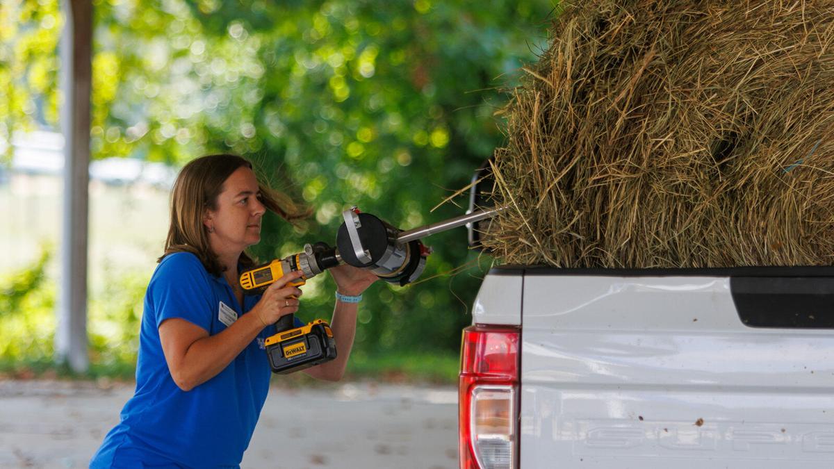 UK launches Forage Testing Program to support Kentucky livestock ...