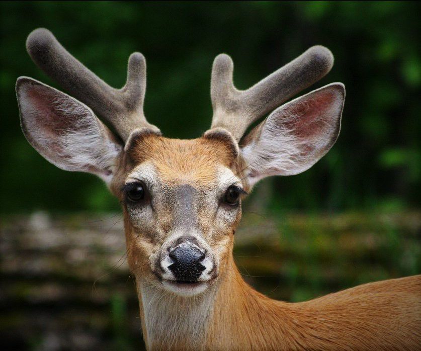 Buck deer well into antler growth these days, Local Sports