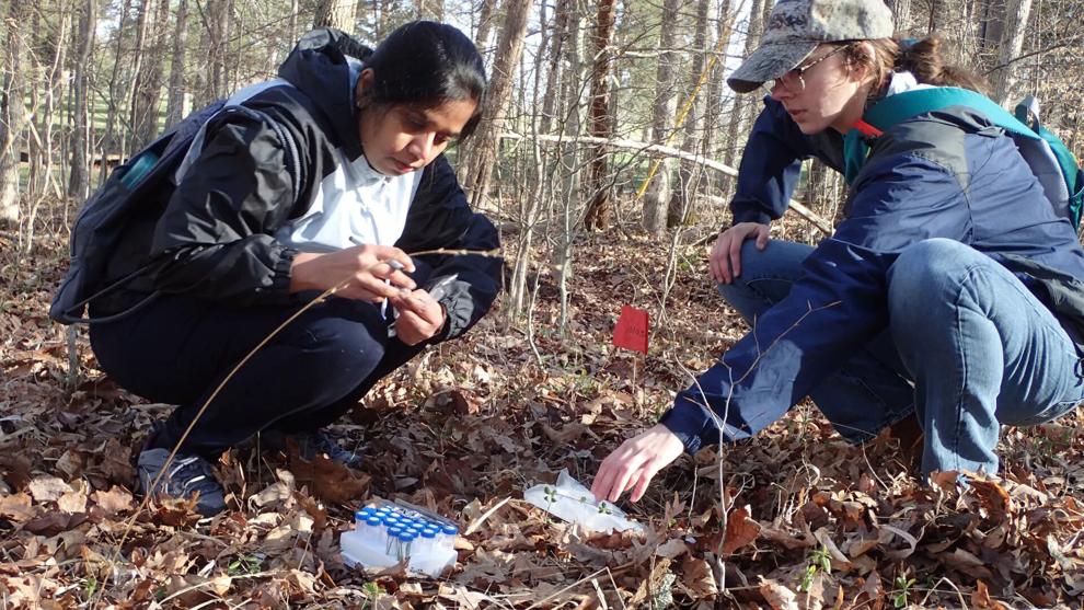 UK study finds fungus in Kentucky's forest grass that makes rare bug-fighting chemicals