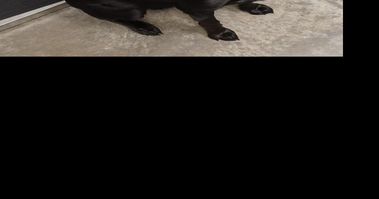 Pet of the Week News