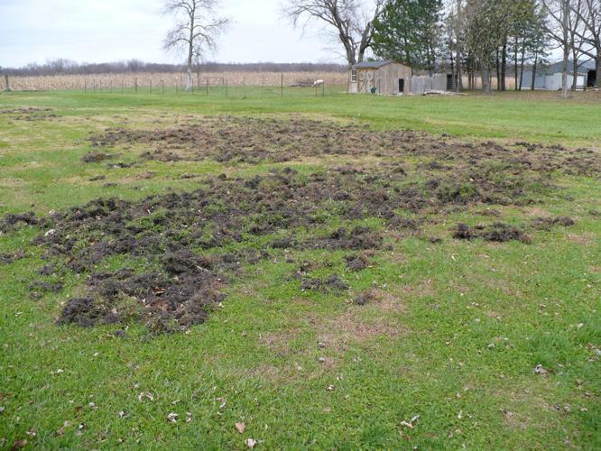 Wild pigs can harm vegatation
