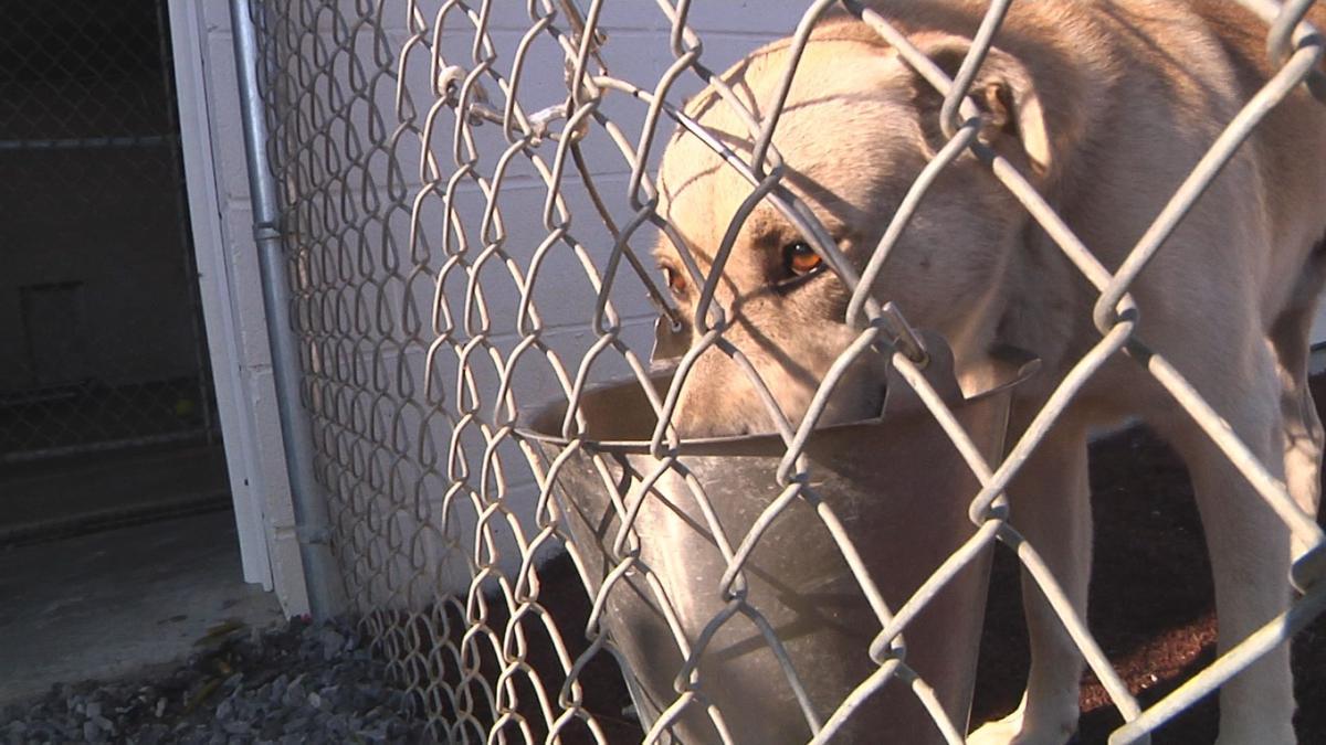 McCracken County Humane Society shares how to keep pets cool on hot