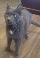 Pet of the Week: Storm