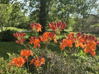 Exburys exploded into vibrant colors this week | Life | paducahsun.com