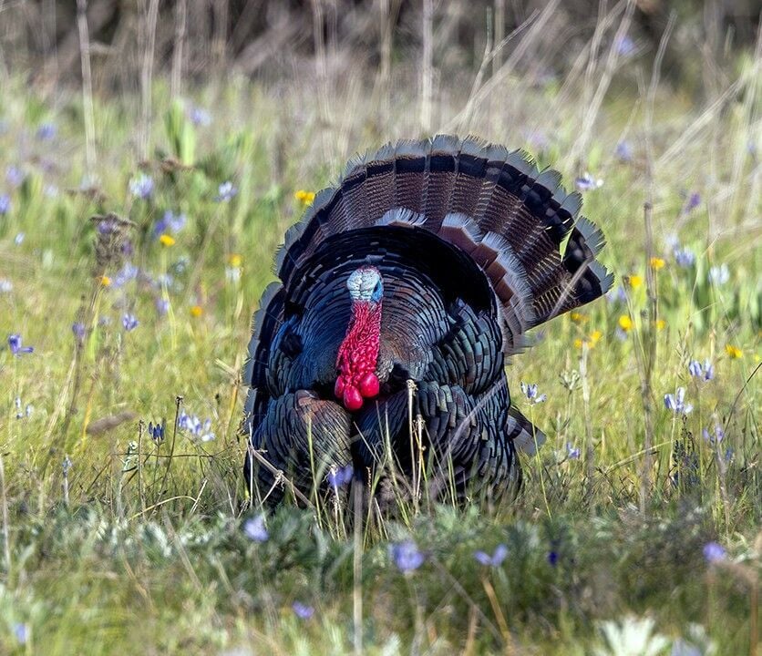 At season's end, lonely gobblers come easier