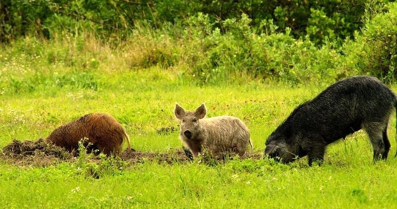 Pork wars: LBL feral pig eradication spiraled this year