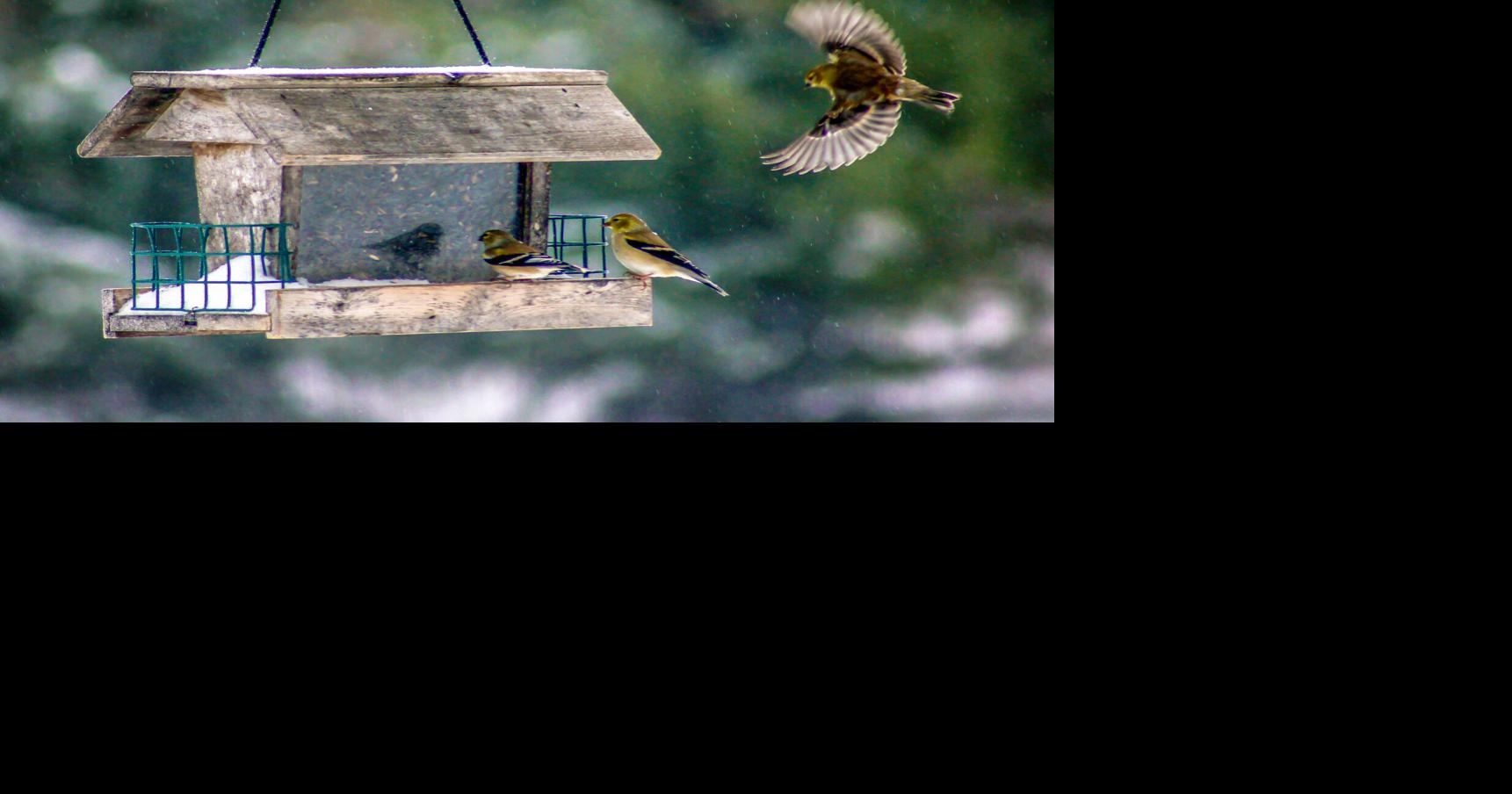How we and birds can survive the winter | | paducahsun.com