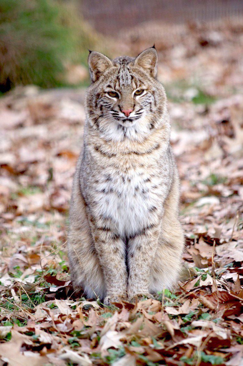 LBL seeks donations for new bobcat habitat | Local News | paducahsun.com