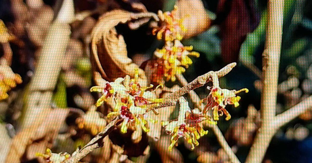 Invitation Closure Design The winter garden reveals color and unique design | Life | paducahsun.com