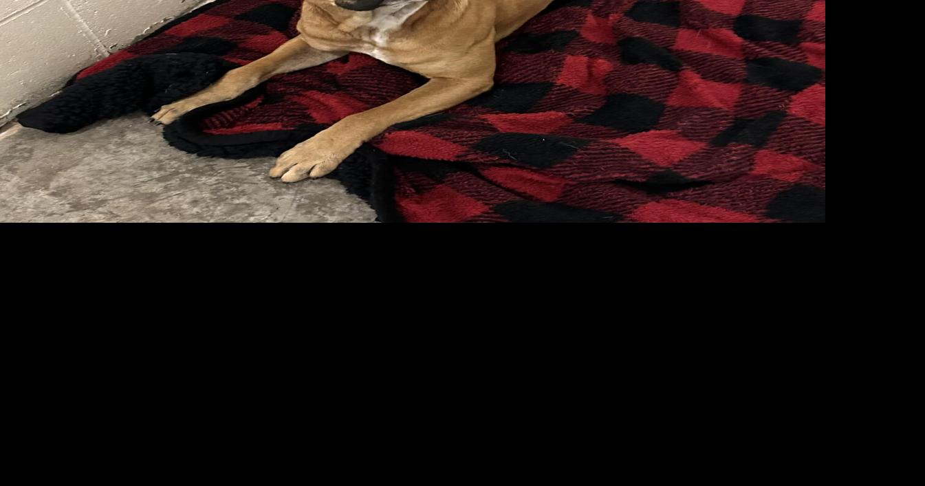 PET OF THE WEEK: Steel | News