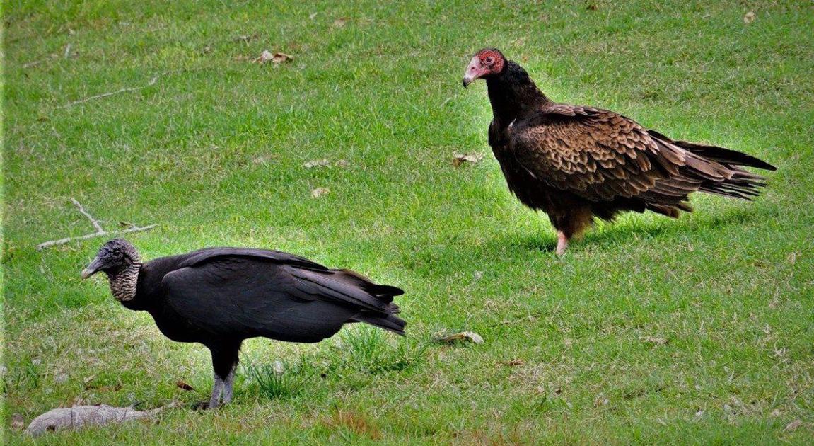 Tale of two buzzards Lunch for black, turkey vultures is sanitation