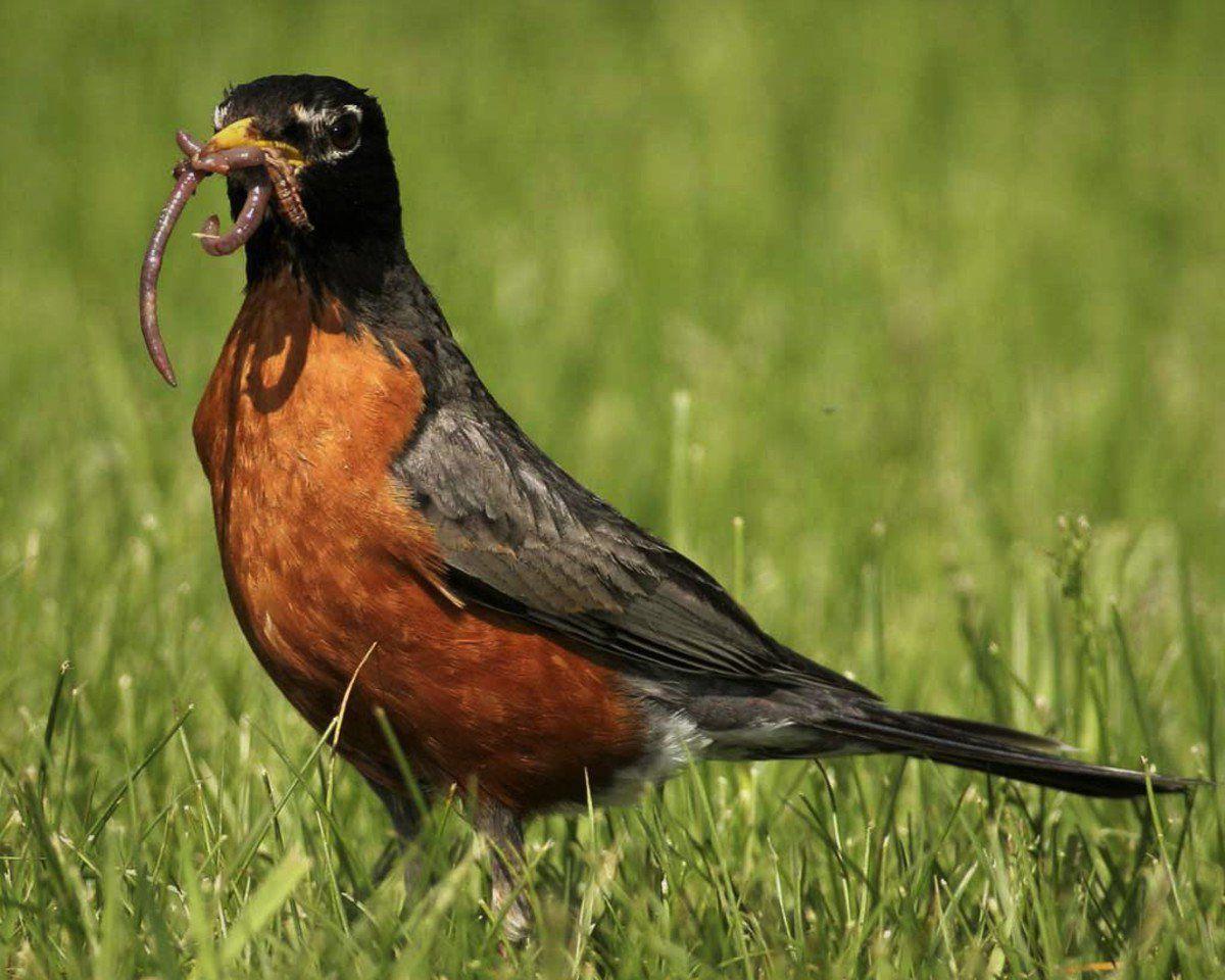 Year Round Robins Rusty Bellied Birds Not Contingent On