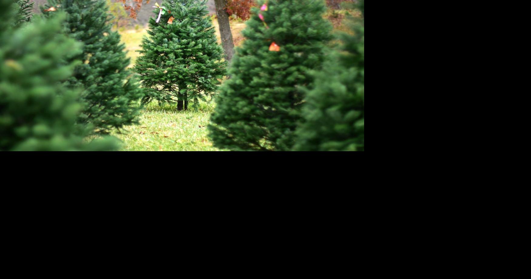 Alfeldt’s Christmas Tree Farm keeps traditions alive News
