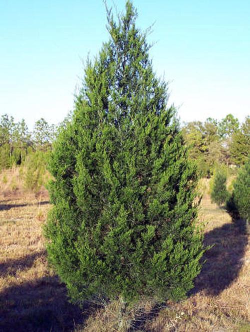 Red Cedars Evergreen Exclusivity Here Made Them Our Christmas Trees Local Sports Paducahsun Com