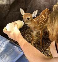 Deer rehab halted in chronic wasting disease zones this year