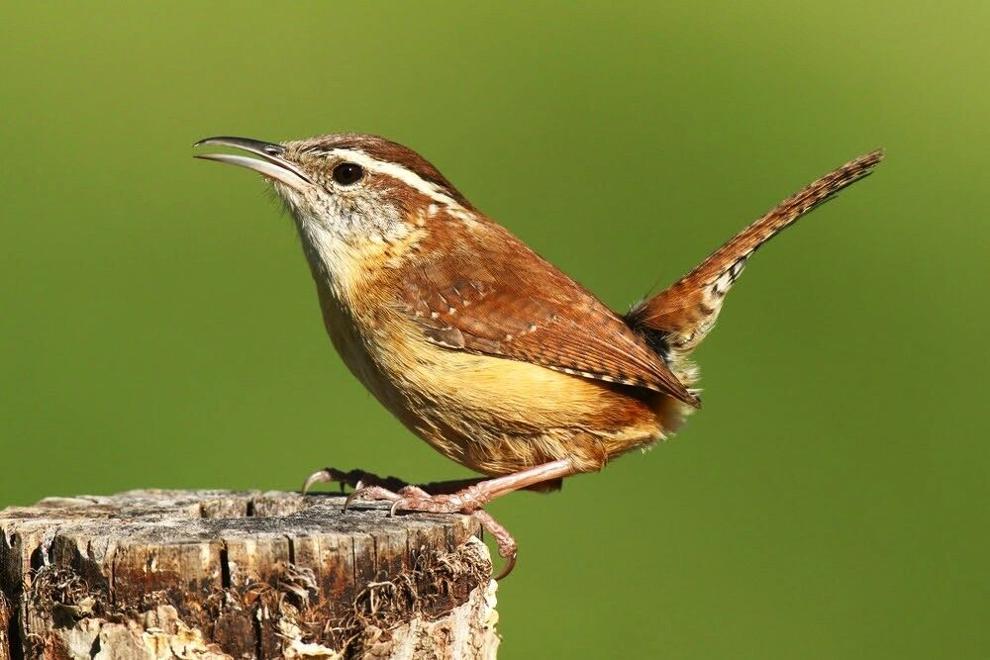 Carolina wrens: They might move in without a lease