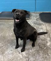 Pet of the Week: Bart