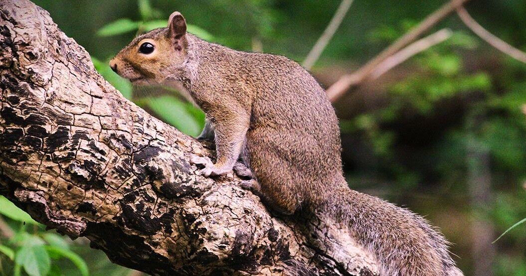 Spring squirrels: Hunting them now isn't quite right, but it's hunting