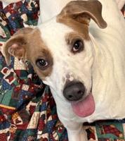 Pet of the Week: Cletus