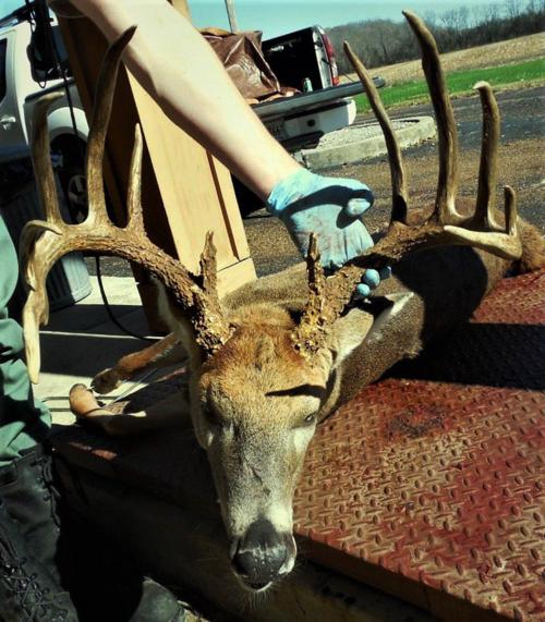 Tighter Lbl Deer Harvest Restrictions Serving Purposes Local Sports Paducahsun Com Tighter Lbl Deer Harvest Restrictions Serving Purposes Local Sports Paducahsun Com