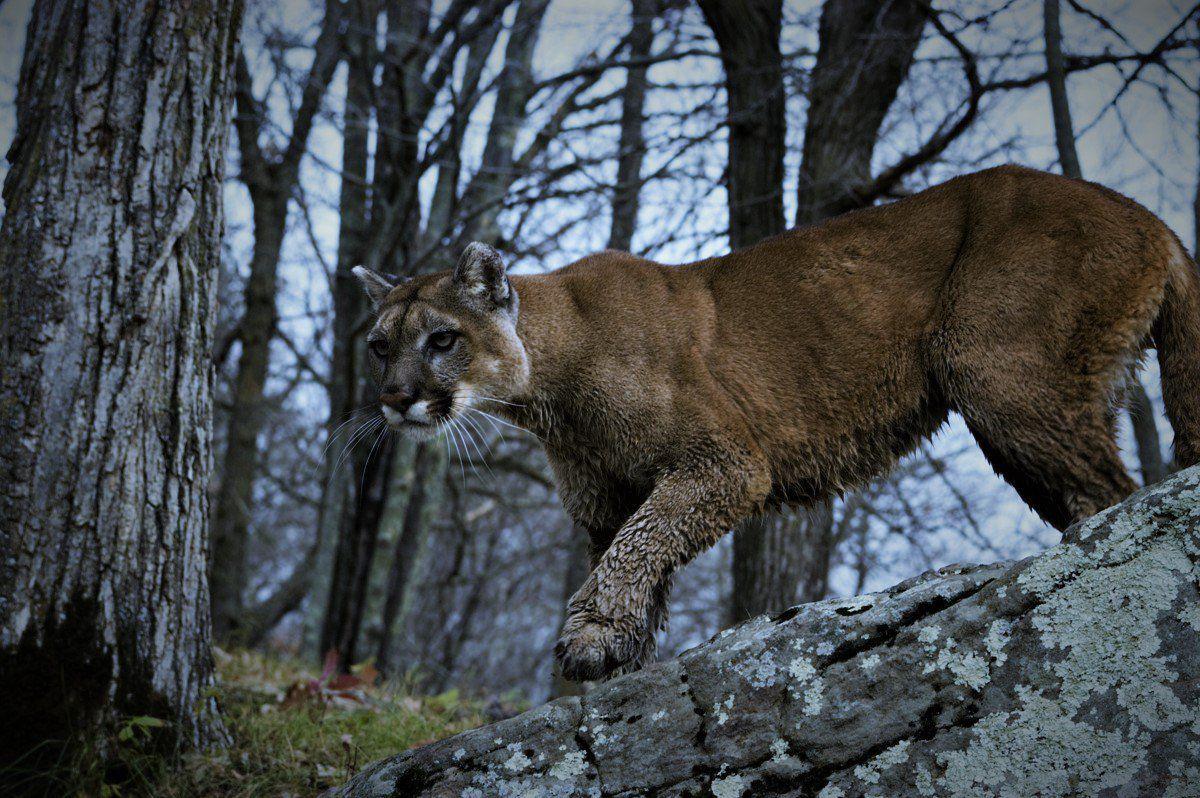 Mountain Lions Kentucky Department Of Fish Wildlife [ 240 x 360 Pixel ]