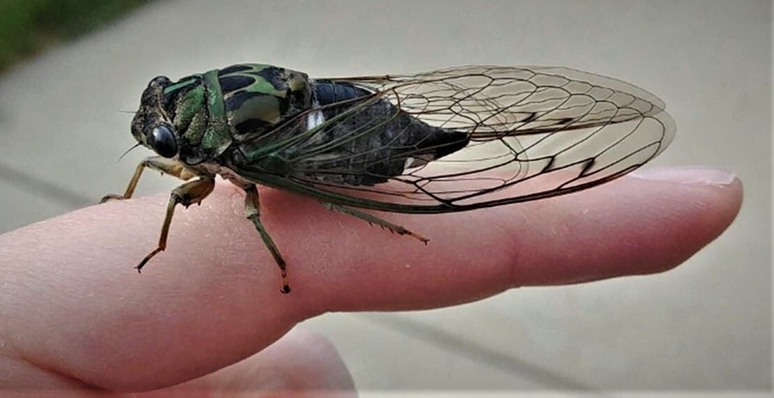 Cicada bugs deals