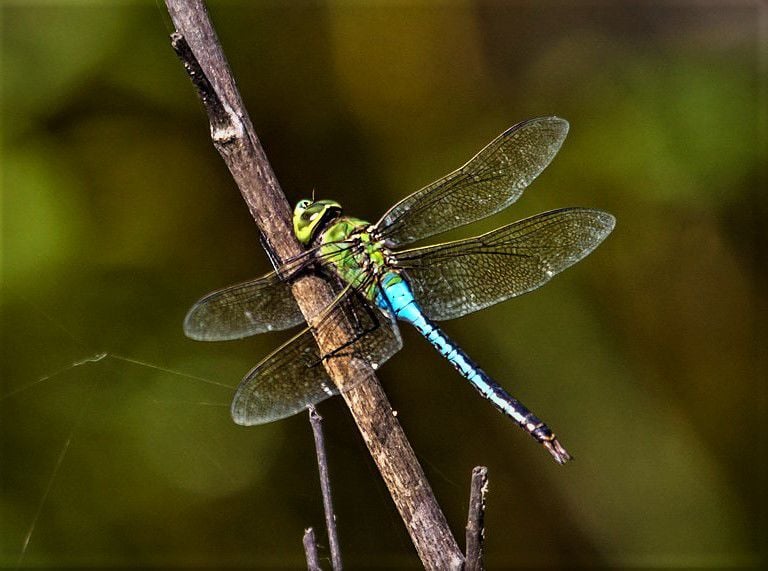 The real mosquito hawks: Dazzling dragonfly maneuvers haunt tiny, winged  prey | Local Sports 