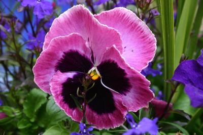 PADNWS-01-17-26 GARDEN_PARTY Pansy.jpg