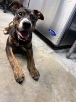 Pet of the Week: Freddie