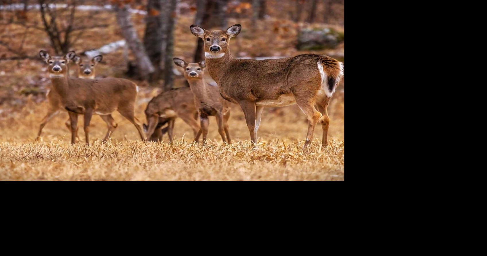 More antlerless deer gun hunting in Zone 1? | Sports | paducahsun.com