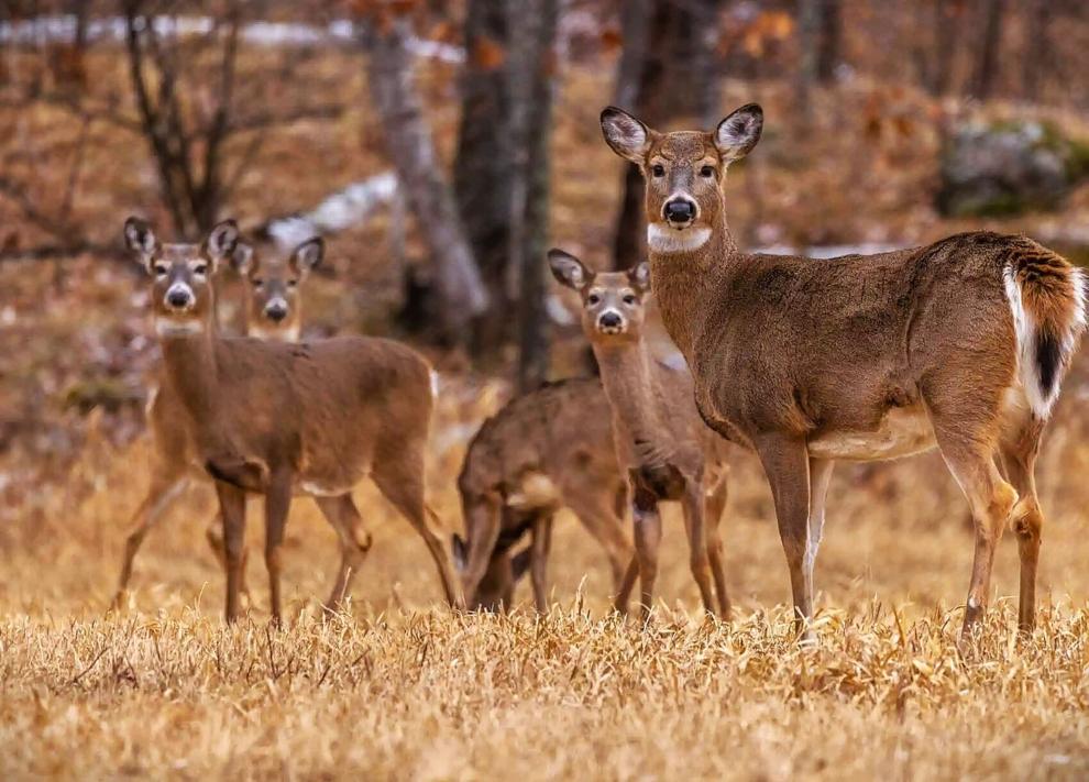More antlerless deer gun hunting in Zone 1?