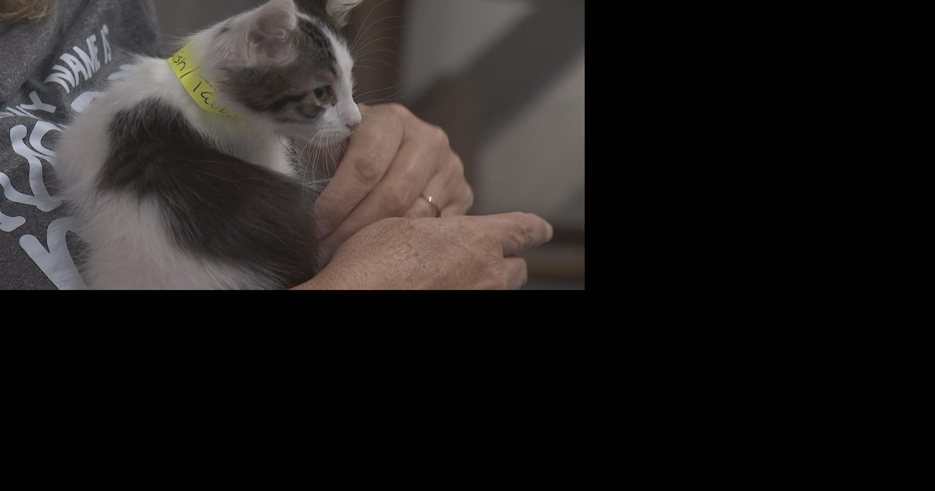 Tortitude Cat Café hosts soft opening, a dozen cats adopted News