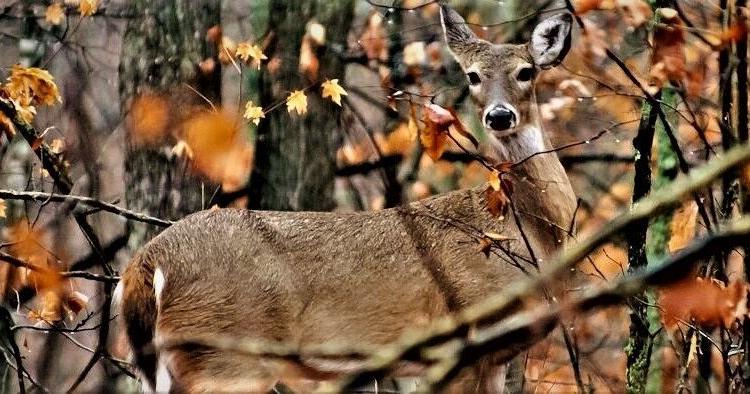 Think deer: Apply now for LBL quota hunts - Vimarsana News