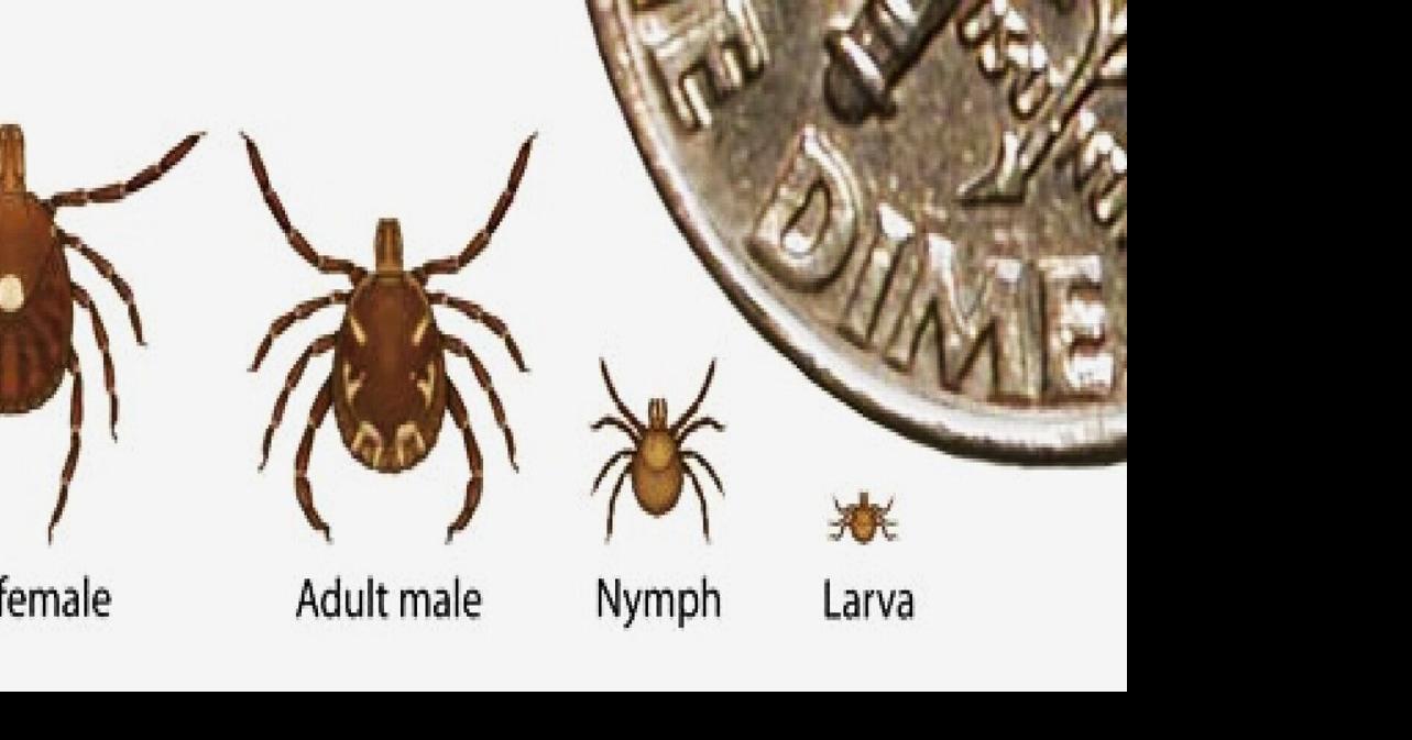 Tick numbers soar with hatch of new larvae | Sports General ...
