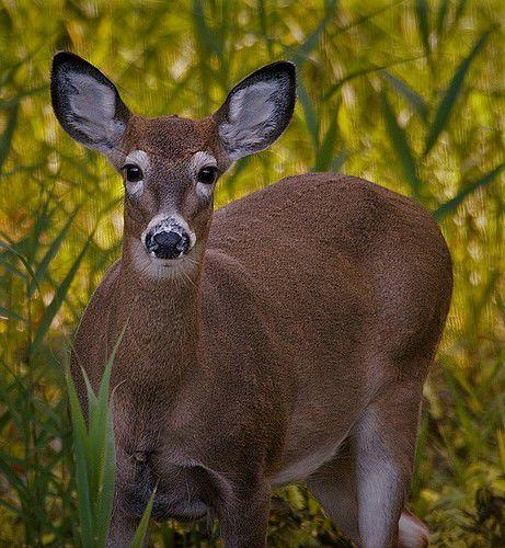doe season