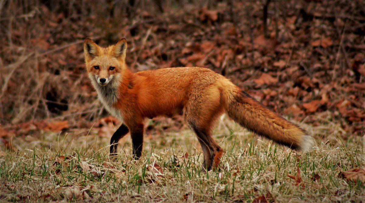 Red Foxes Local Sports Paducahsun Red Foxes Local Sports Paducahsun