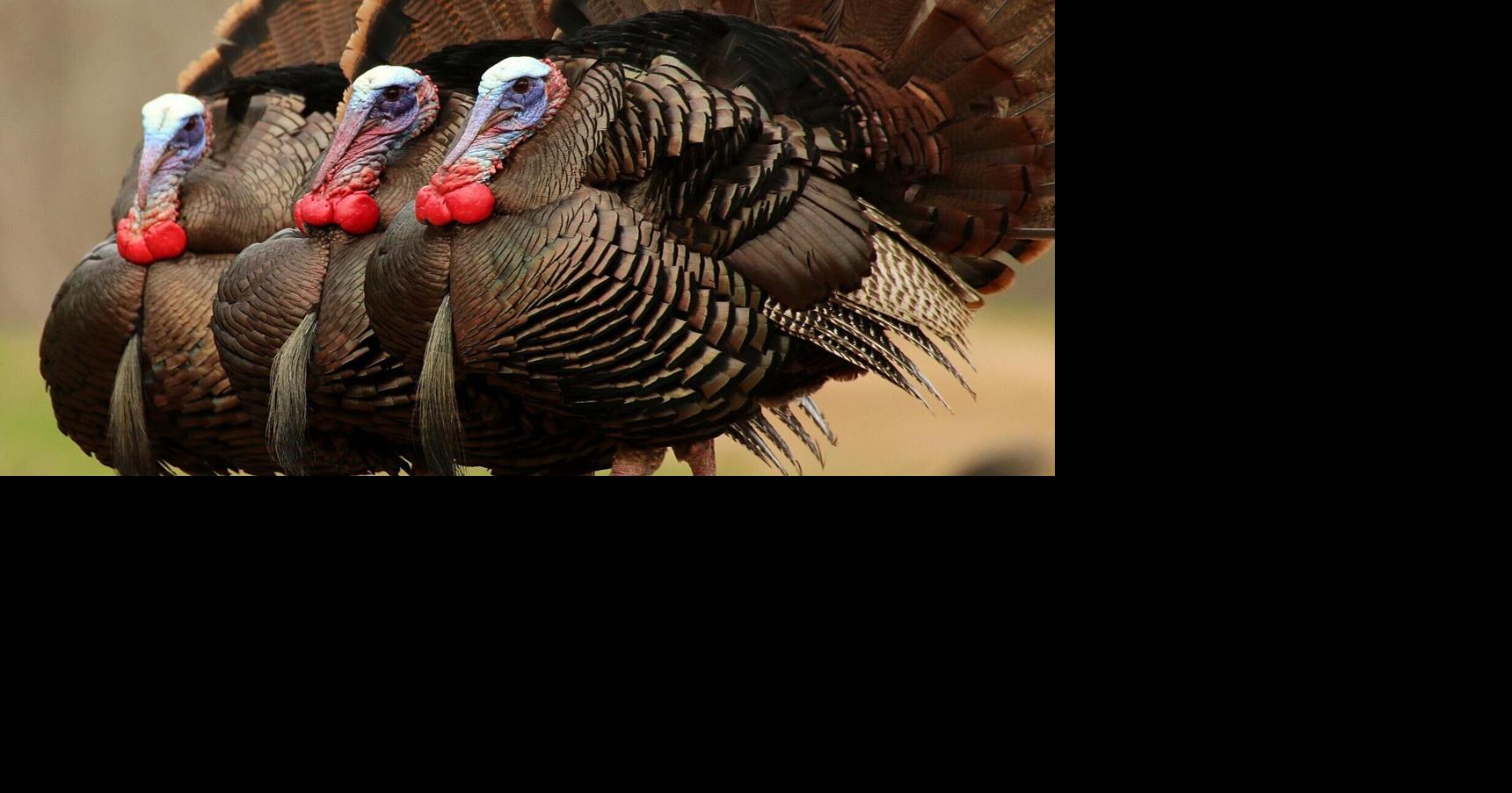 Spring turkey harvest hits an all-time high