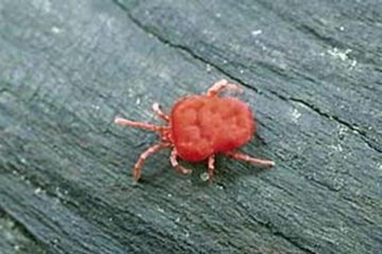 The trouble with chiggers Local News