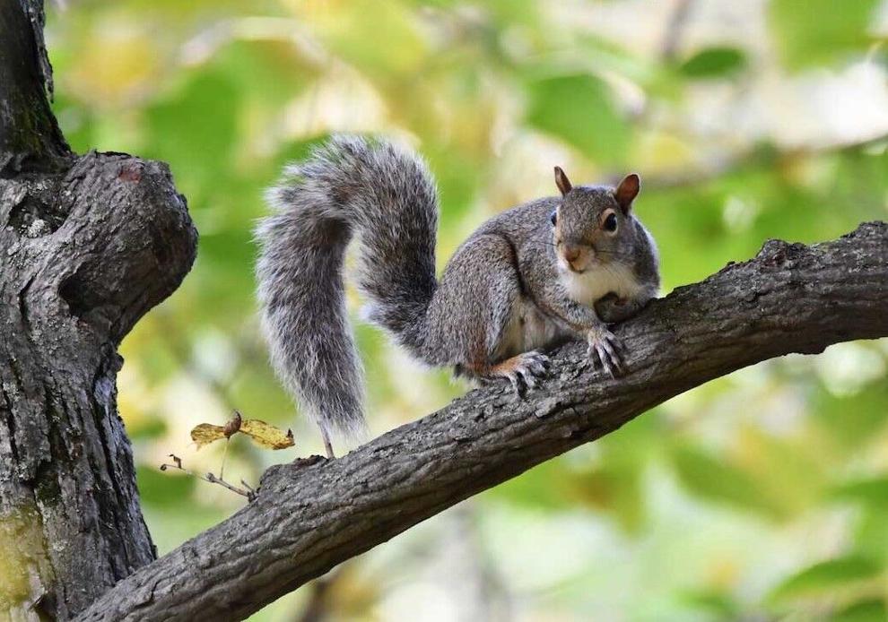 Gateway to fall: Squirrel season next week
