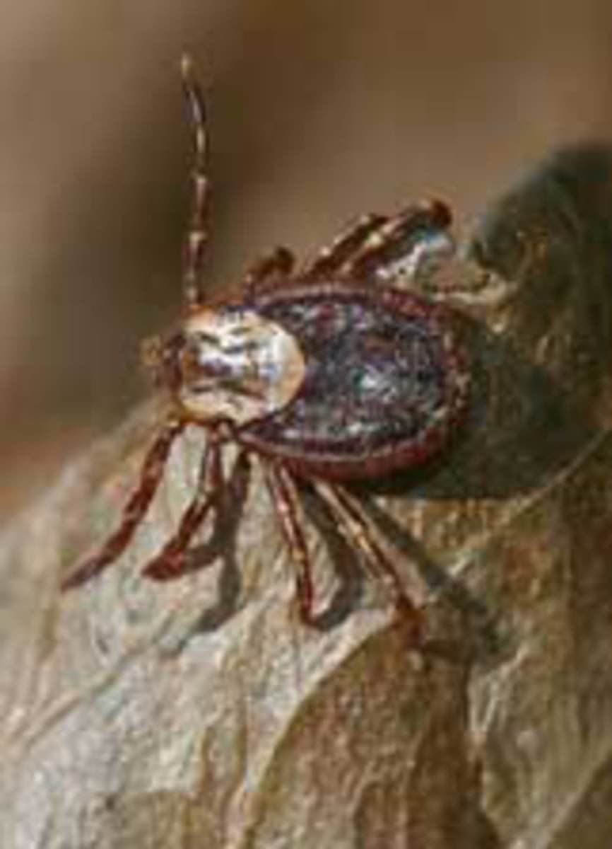 Lives and times of ticks | Local Sports | paducahsun.com