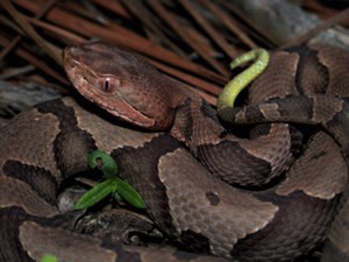 Gracious Sakes Baby Snakes Juveniles Showing Up Before Reptiles Dodge The Coming Cold Local Sports Paducahsun Com Gracious Sakes Baby Snakes Juveniles Showing Up Before Reptiles Dodge The Coming Cold Local Sports Paducahsun Com