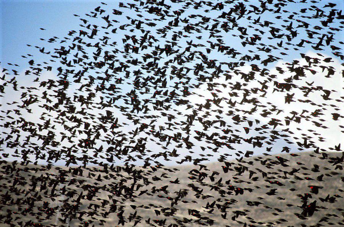 Flocking together Local Sports