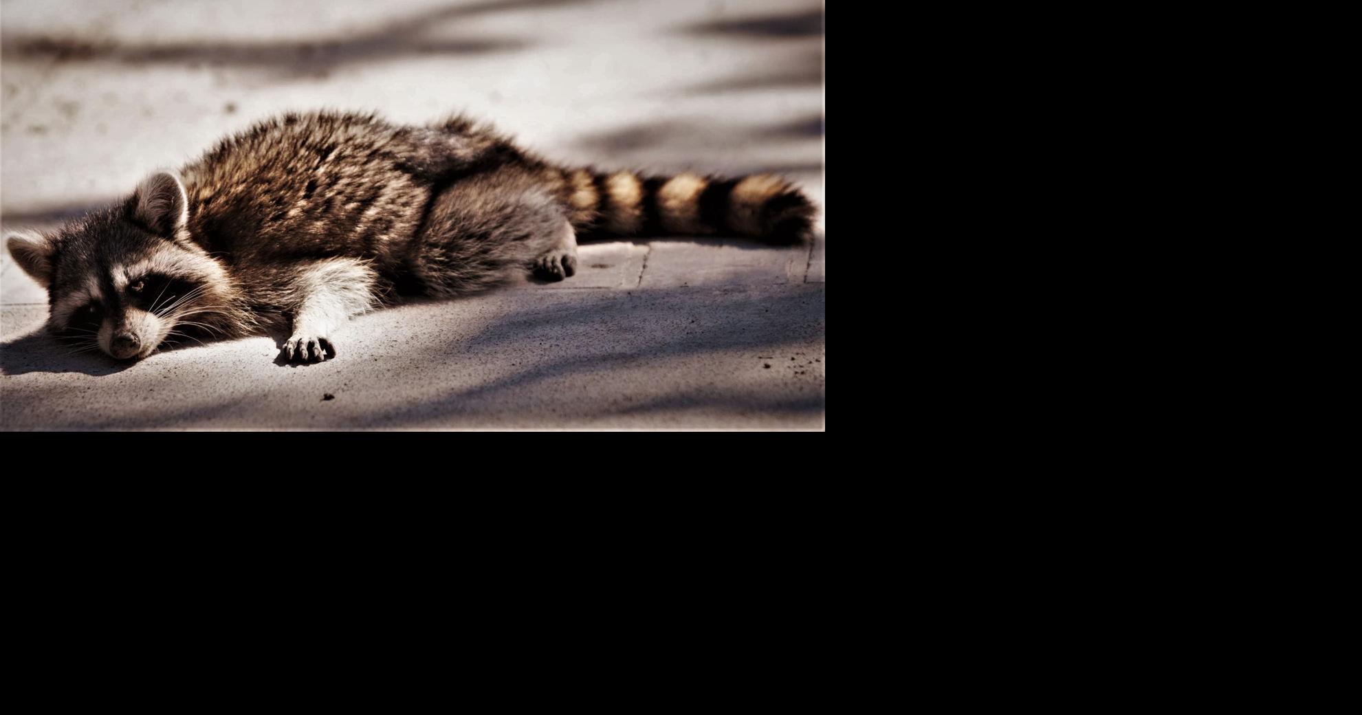 Kentucky duck season down to the tailfeathers | News | paducahsun.com