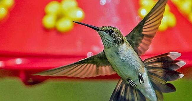 LBL Hummingbird Fest celebrates surge - Vimarsana News