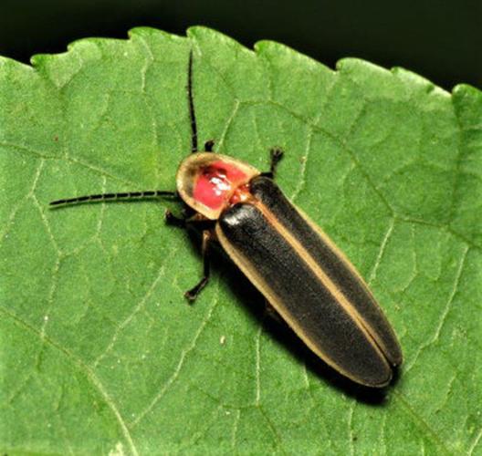 Lightning bugs Sports General