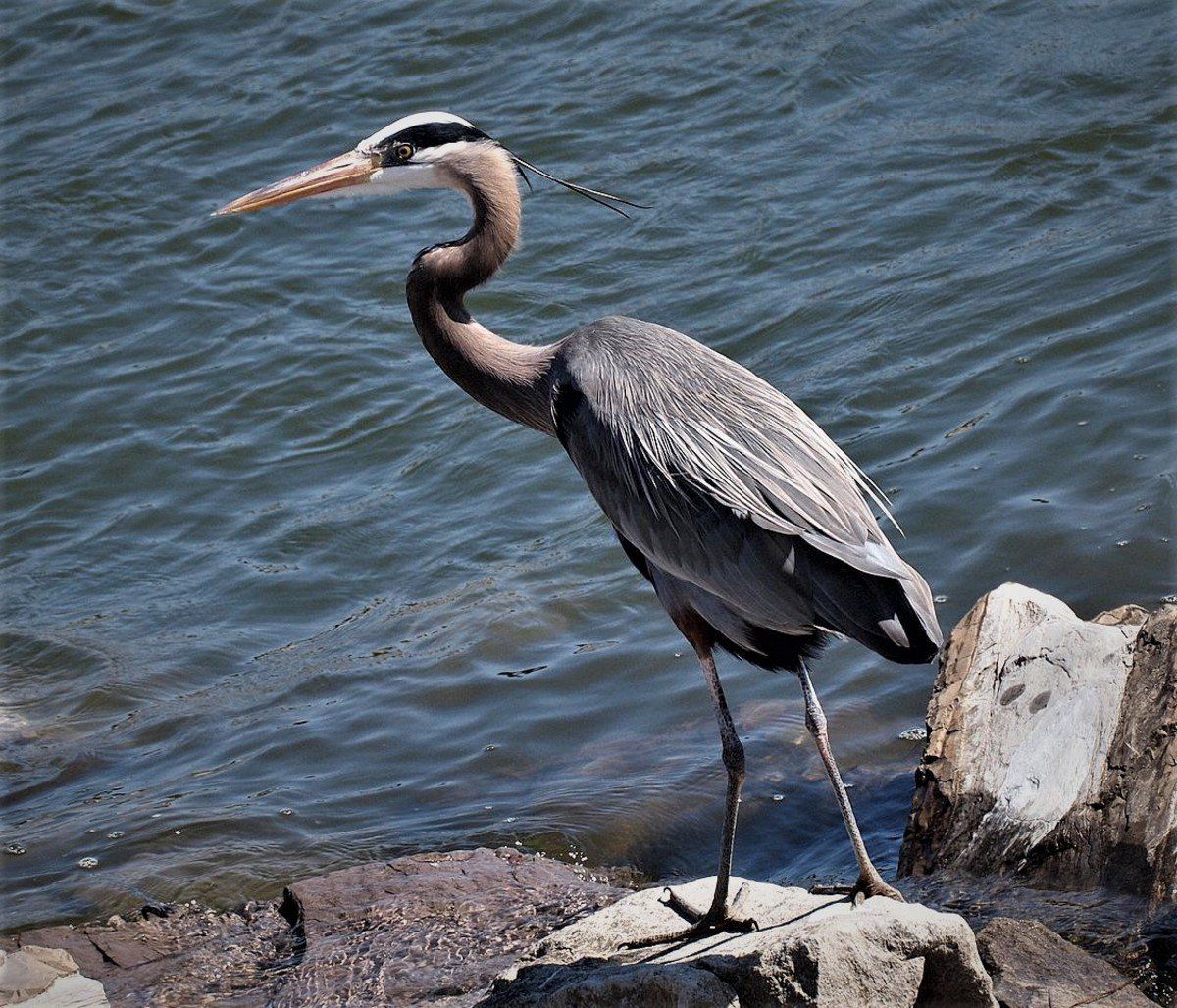 Great Blue Herons | Local Sports | Paducahsun.com