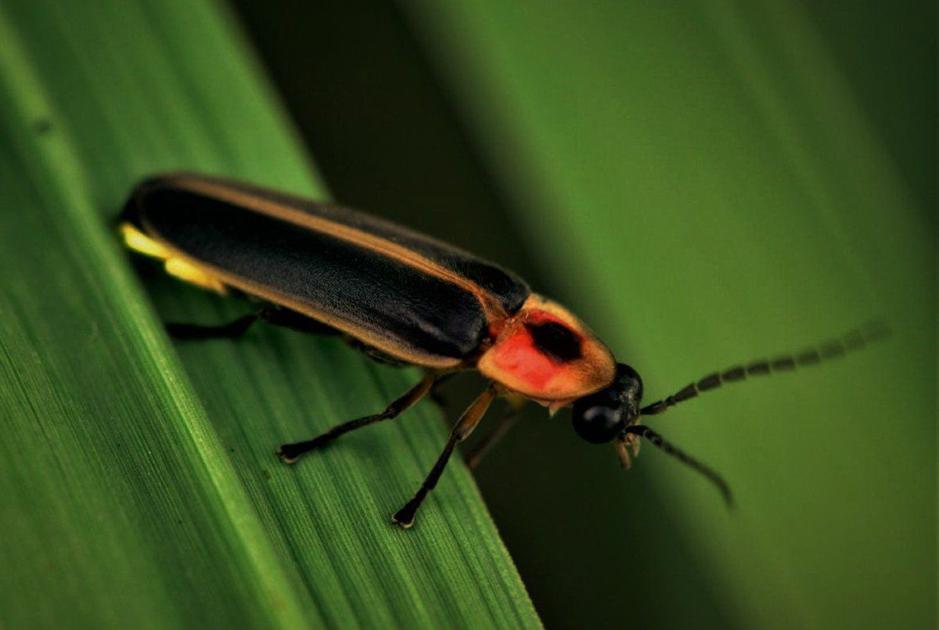 Lightning bugs Local Sports