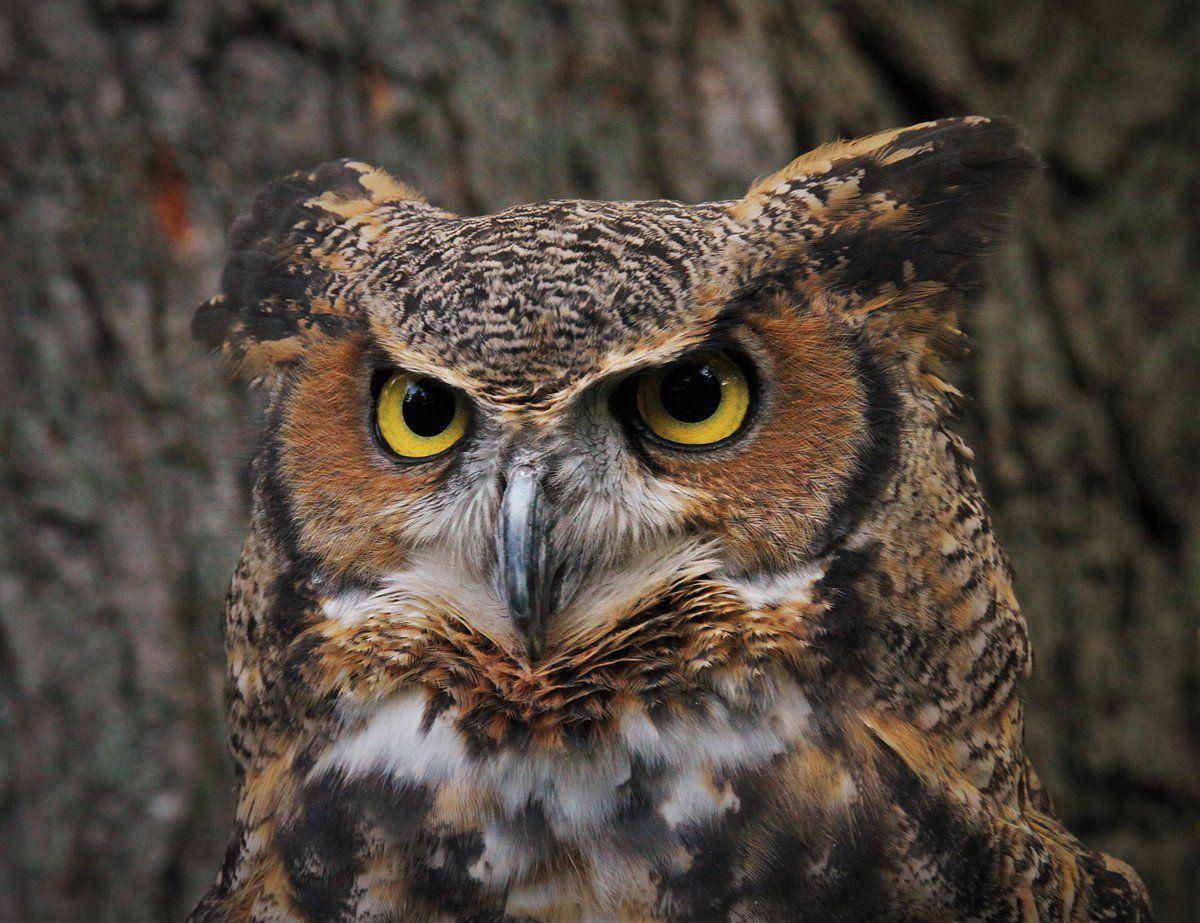 Weight A Great Horned Owl Can Carry Blog Dandk