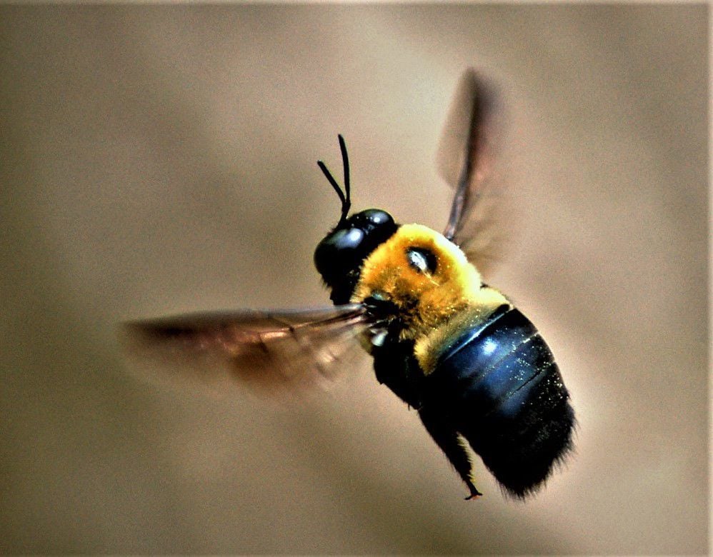 Carpenter Bees Fear Not Stings Bore Holes Are The Problem Local Sports Paducahsun Com