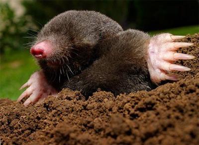 Tunnel troubles: Long, wet spring has kept prey, hence, moles up shallow